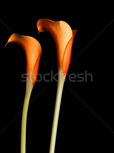 Orange Calla Lillies Stock photo © lovleah