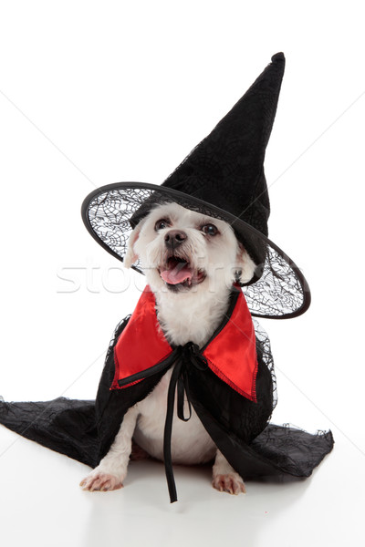 Halloween Hund scary Bösen Hexe tragen Stock foto © lovleah