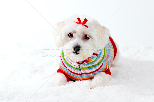 Klein witte puppy hond winterlandschap aanbiddelijk Stockfoto © lovleah