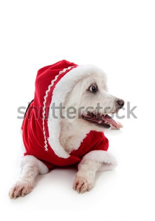 Dog wearing a little red riding hood Stock photo © lovleah