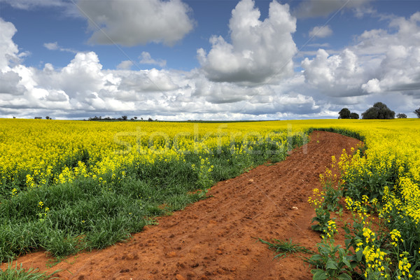 Growing Canola Fields Stock photo © lovleah