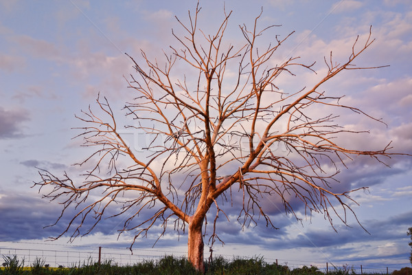 Incroyable arbre exceptionnel lumière coucher du soleil [[stock_photo]] © lovleah