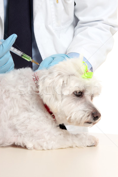Stock foto: Tierarzt · Hund · Nadel · Injektion · Tierarzt · terrier