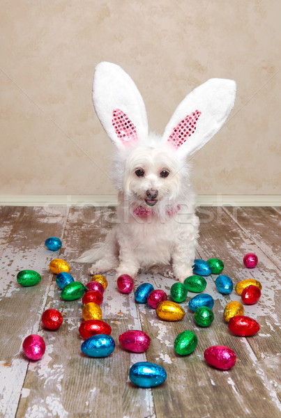 Stok fotoğraf: Easter · bunny · köpek · bakıyor · çikolata · yumurta · sevimli