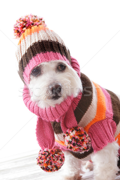 Warm dog wearing knitted beanie and jumper Stock photo © lovleah