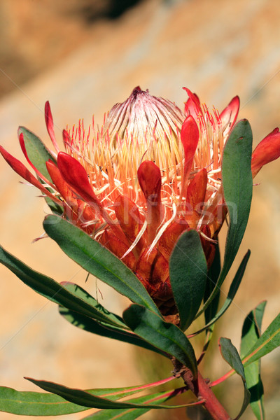 Pretty protea flower Stock photo © lovleah