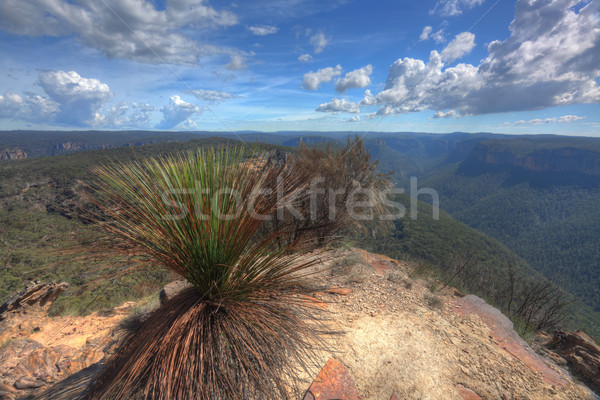 Buramoko Ridge Blue Mountains National Park Australia Stock photo © lovleah