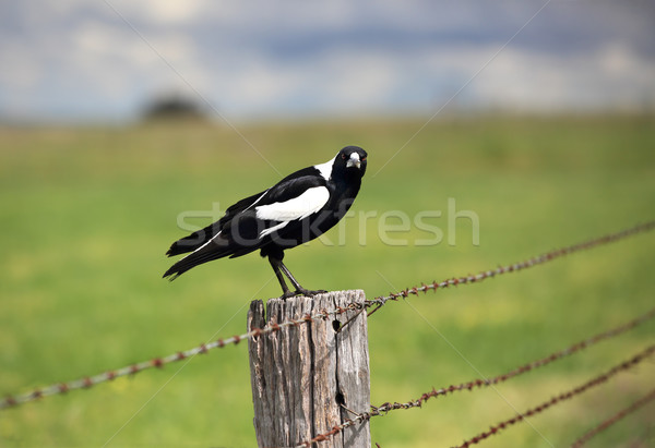 Australian Magpie  Stock photo © lovleah