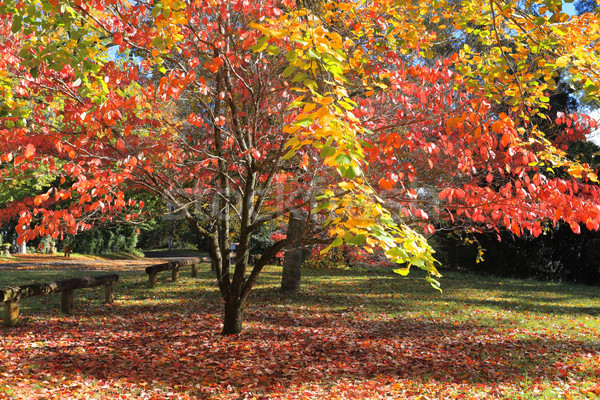 Automne couleurs belle laisse rouge orange [[stock_photo]] © lovleah