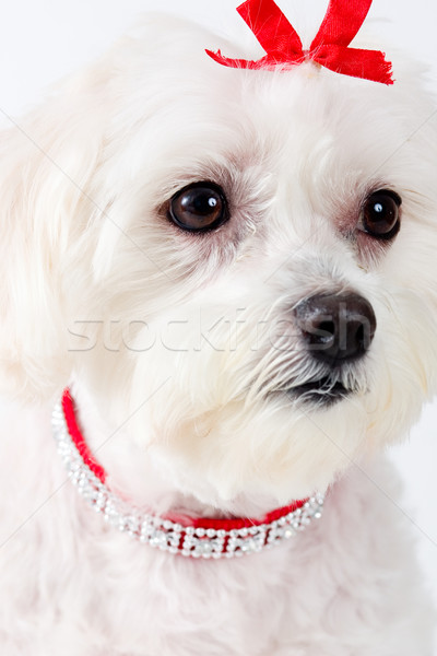 Terrier cão cara retrato atento branco Foto stock © lovleah