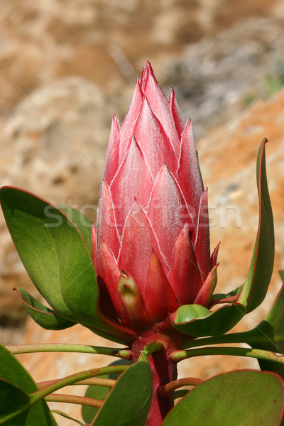 King Protea Pink Stock photo © lovleah