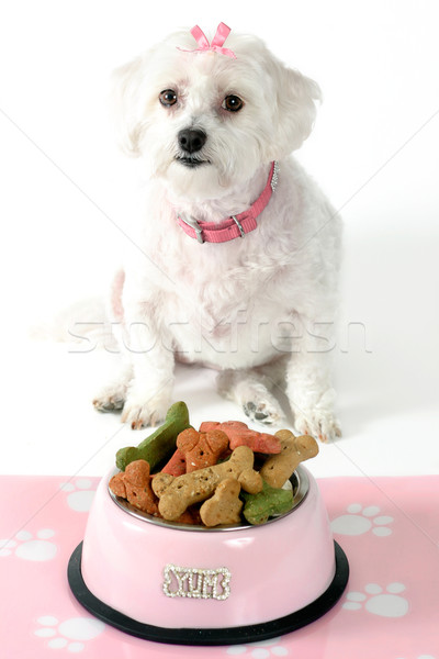 Pampered Pooch Stock photo © lovleah