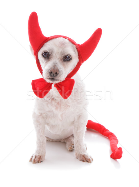 Bad Dog halloween devil costume Stock photo © lovleah