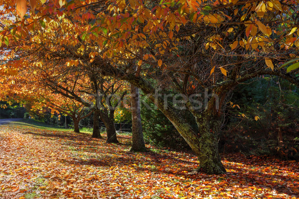 Stock photo: Autumn colours in the trees