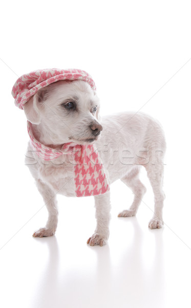 Trendy dog wearing cap and scarf Stock photo © lovleah