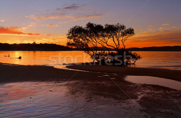 Sunset Salamander Bay Stock photo © lovleah