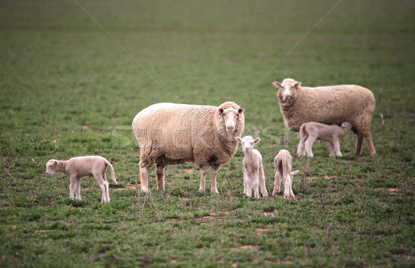 嬰兒 綠色的 場 行業 農場 動物 商業照片 © lovleah