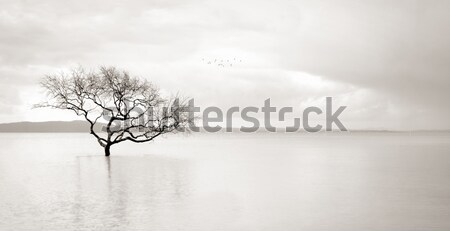 Lone mangrove tree in still waters Stock photo © lovleah