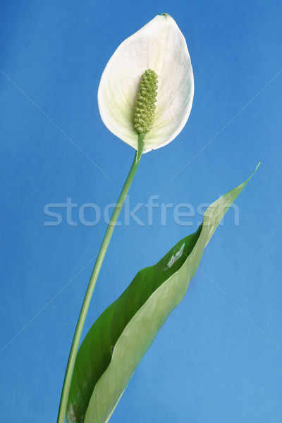 Peace Lily (Spathiphyllum) Stock photo © lovleah