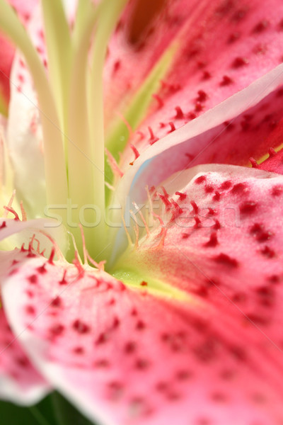Pink Stargazer Lily macro Stock photo © lovleah