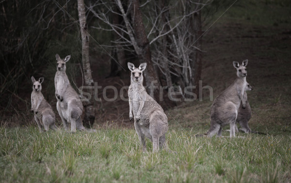 Mob of kangaroos in bushland Stock photo © lovleah