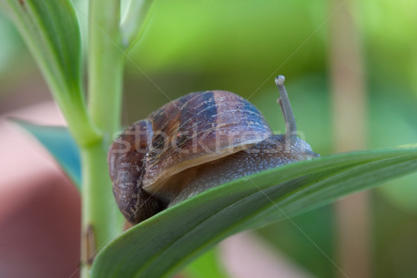 Snail garden pest or french delicacy Stock photo © lovleah