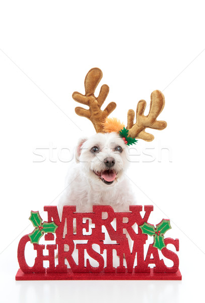 Stock photo: Pet with reindeer antlers and Merry Christmas message