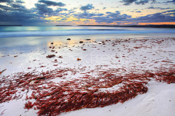 Сток-фото: довольно · красный · морские · водоросли · пляж · рассвета · великолепный