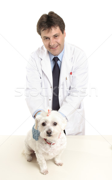 Vet holding dog on table Stock photo © lovleah