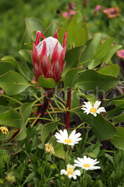 Young protea in the garden Stock photo © lovleah
