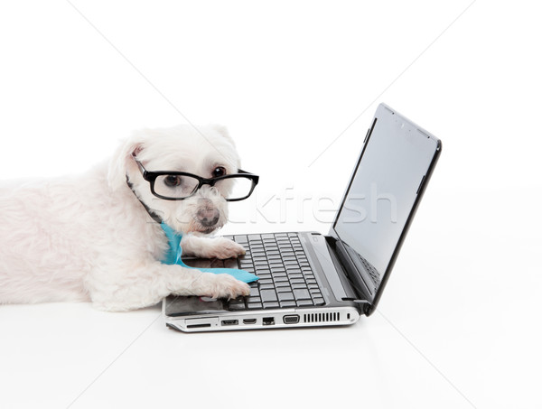 Business or Educated dog using compuer Stock photo © lovleah