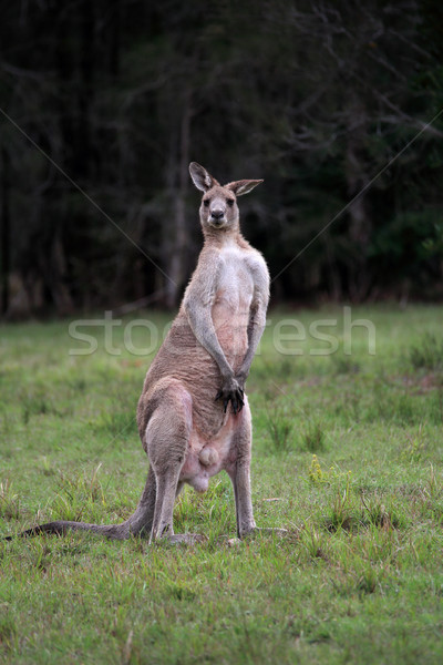 Male Eastern Grey Kangaroo standing on hind legs Stock photo © lovleah