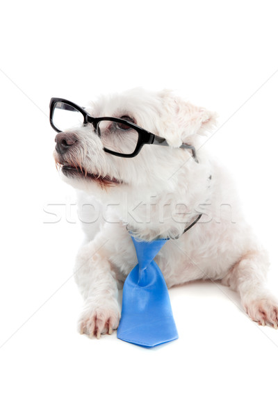 Intelligente aufmerksam Hund Haustier nachschlagen weiß Stock foto © lovleah