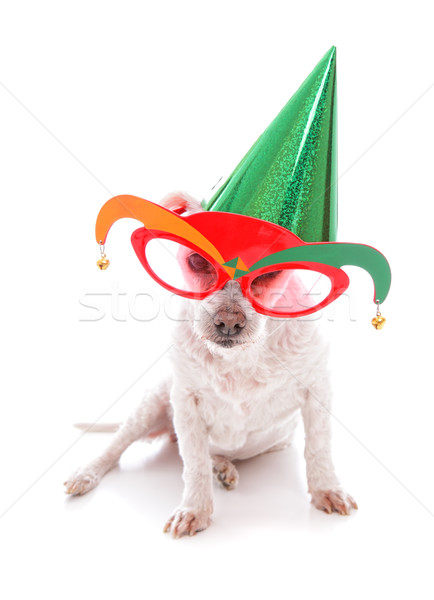 Pet with party hat and court jester glasses Stock photo © lovleah