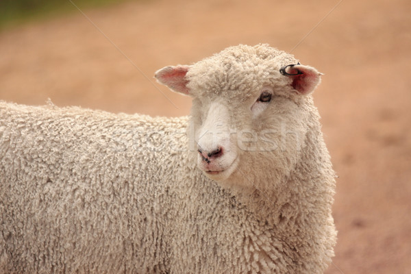Australian sheep grown for meat and wool Stock photo © lovleah