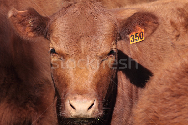 Shorthorn Cattle Stock photo © lovleah
