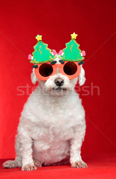 Christmas dog wearing glasses Stock photo © lovleah