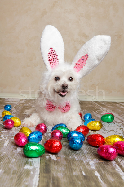 Stock photo: Easter bunny dog with chocolate easter eggs