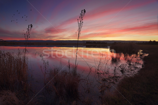 Sunset over Duralia Lake Penrith and reflections Stock photo © lovleah