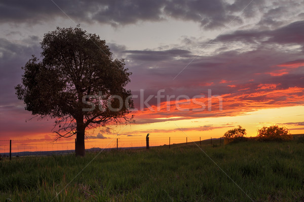 Sunset Greenthorpe Australia Stock photo © lovleah