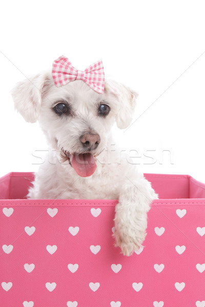Stock photo: Pretty dog in a pink heart box