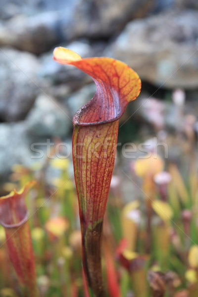 Trombeta vermelho carnívoro planta veias outro Foto stock © lovleah