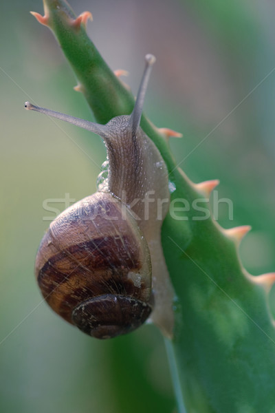 蝸牛 攀登 蘆薈 植物 移動 尖銳 商業照片 © lovleah