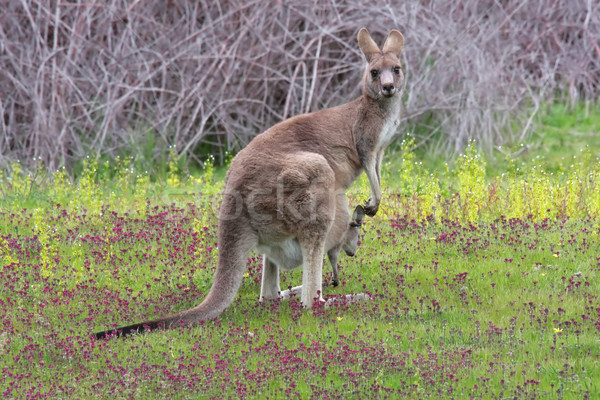 Eastern Grey Kangaroo with Joey Stock photo © lovleah