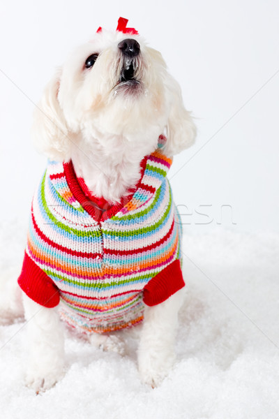 Chien animaux chiot animal cute mammifère [[stock_photo]] © lovleah