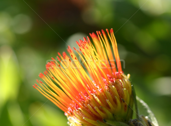 Pincushion Protea Stock photo © lovleah