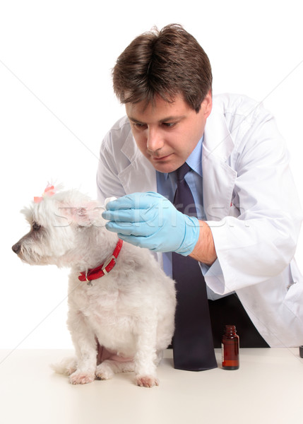 Vétérinaire chiens oreilles Homme dose médecine Photo stock © lovleah