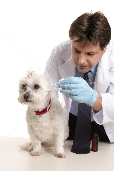 Tierarzt Haustier Hund Tropfen Hunde Ohr Stock foto © lovleah