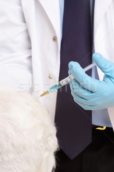 Dierenarts dier injectie werk gezondheid persoon Stockfoto © lovleah