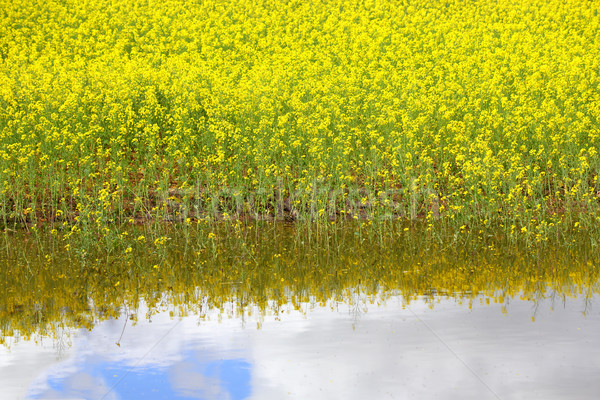 Canola and water reflections Stock photo © lovleah